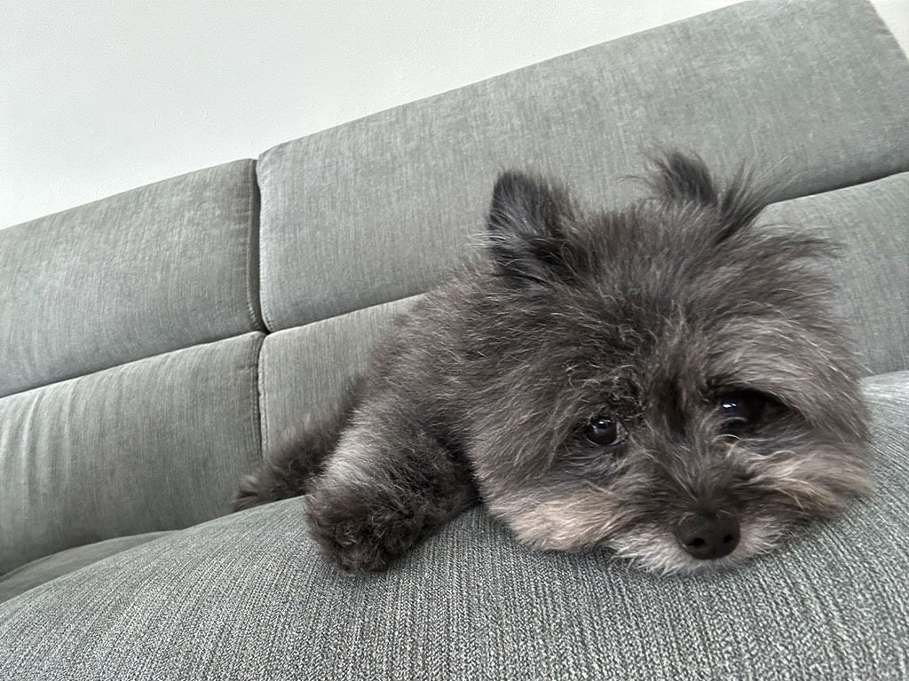 ケージレスのペットホテル