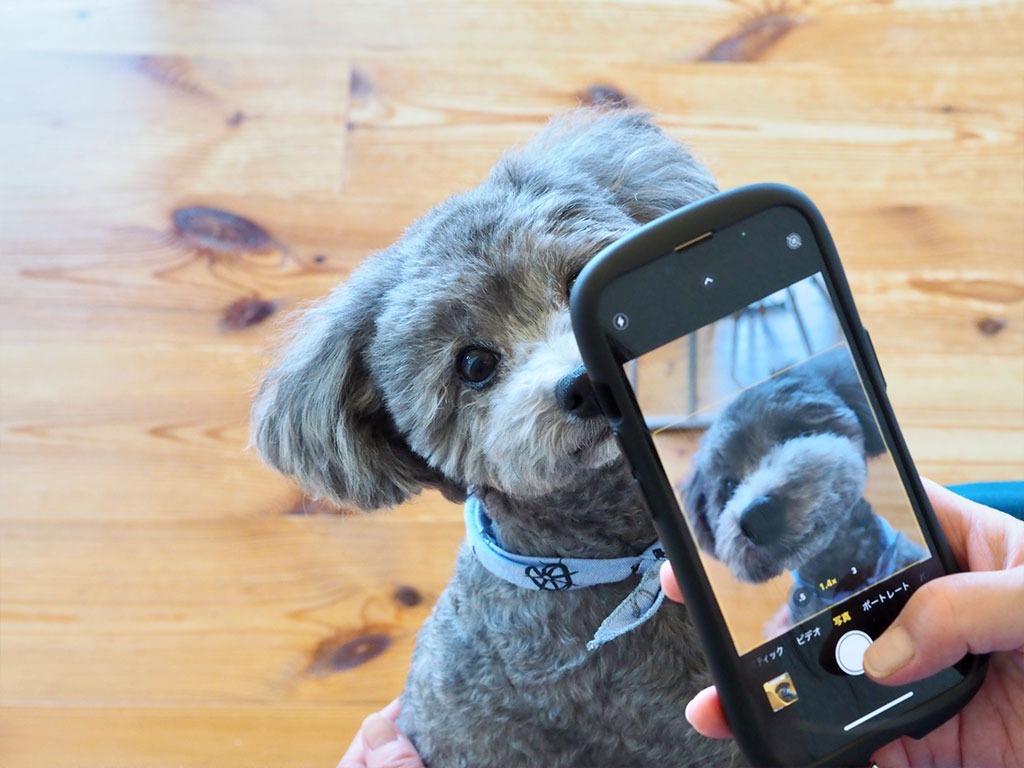 安心の写真・動画サービス